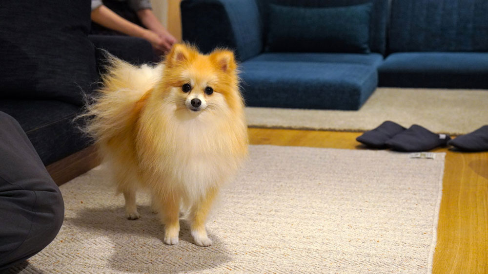 愛犬とローソファを試してみよう！ ポメラニアンのむぎちゃん（1歳）