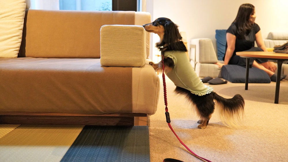 愛犬とローソファを試してみよう！ ダックスフンド