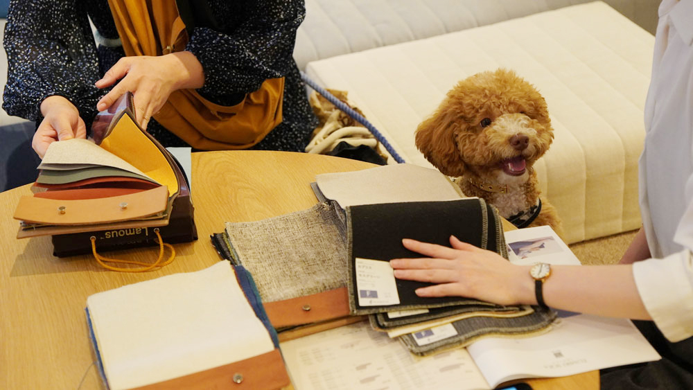 愛犬とローソファを試してみよう！ トイプードル