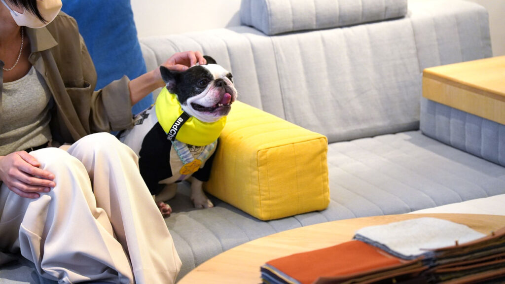 愛犬とローソファを試してみよう！ フレンチブルドッグ