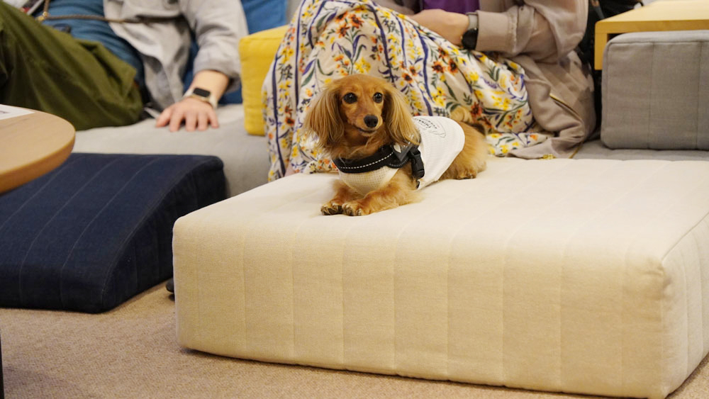 愛犬とローソファを試してみよう！ ダックスフンド