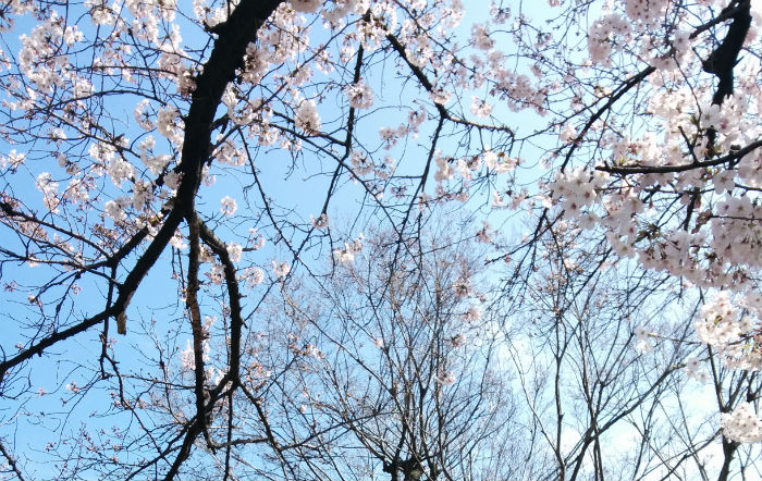 桜