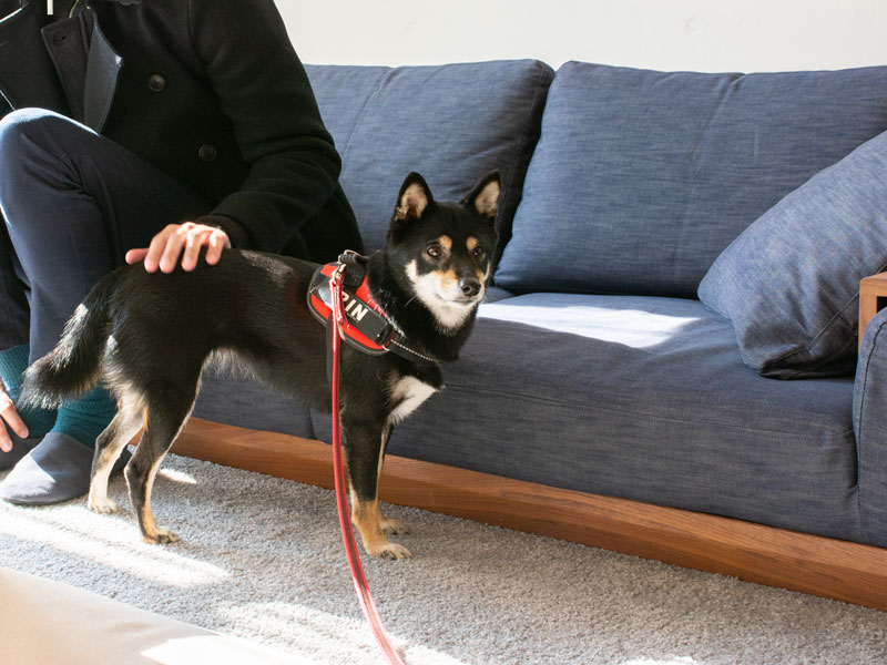 犬と人の暮らしに合うローソファ