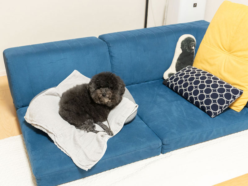 犬と人の暮らしに合うローソファ