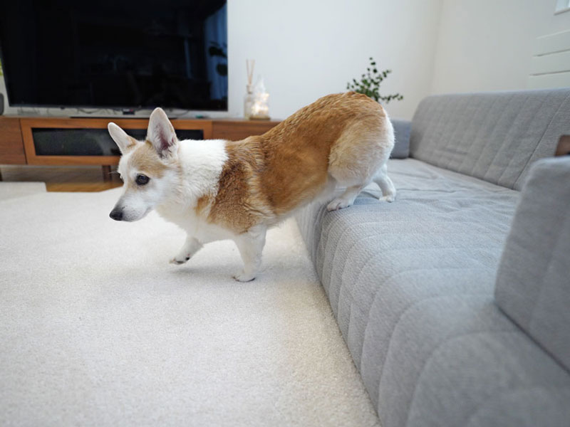 犬と人の暮らしに合うローソファ