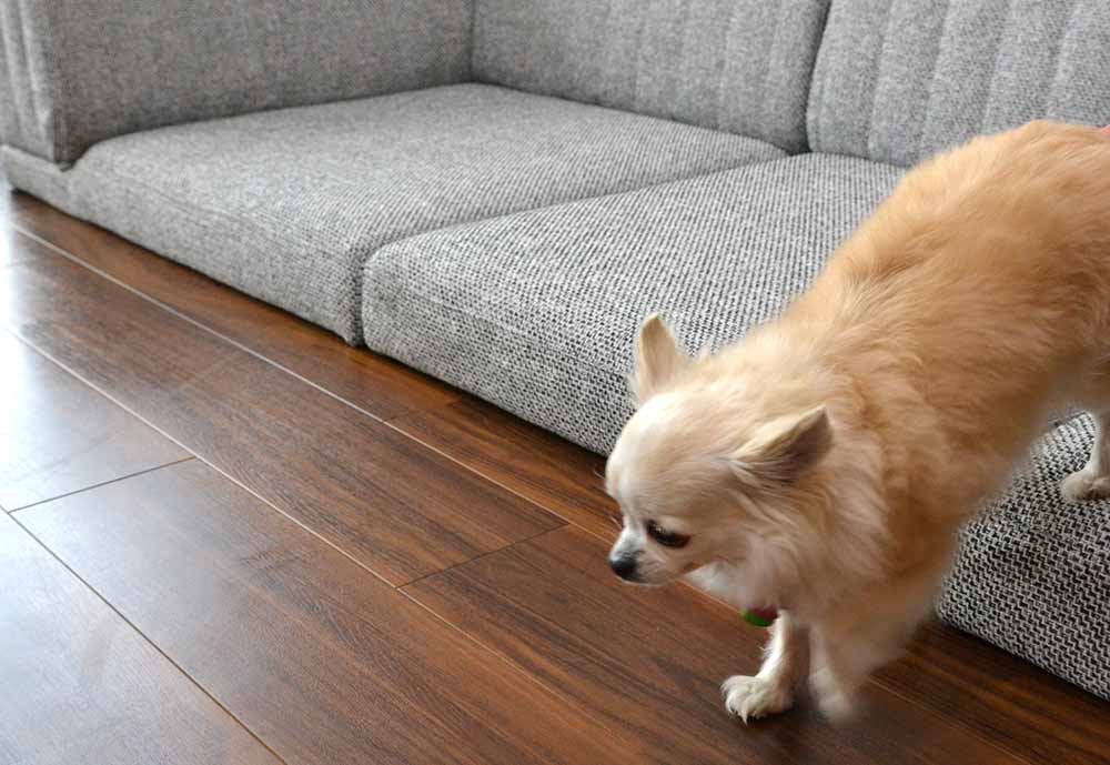 フロアソファと小型犬