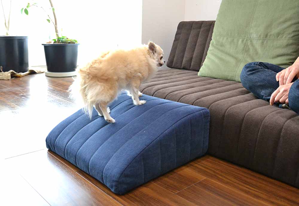 フロアソファと小型犬