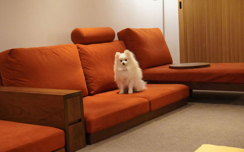 店舗イベント「愛犬とローソファを試してみよう!」|国産ローソファ・フロアソファ専門店 HAREM
