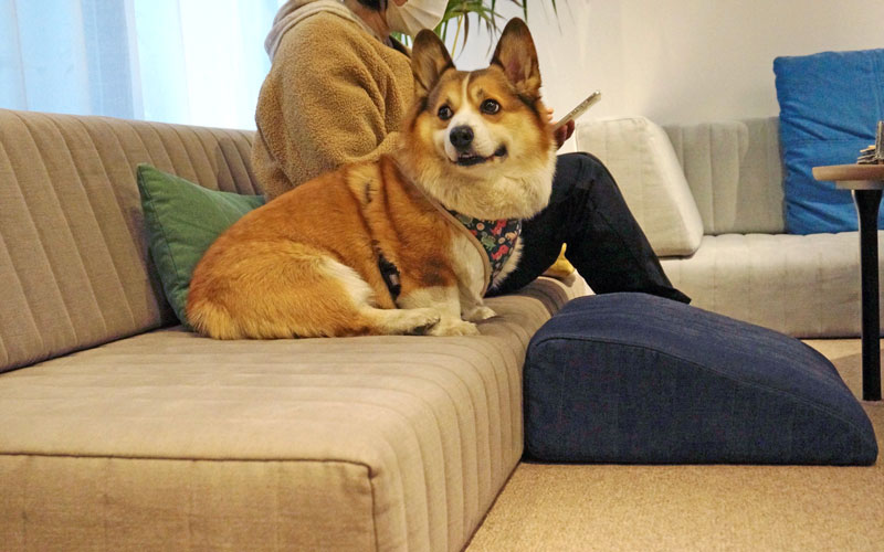 愛犬と一緒にローソファを試してみよう