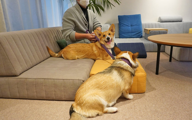 愛犬と一緒にローソファを試してみよう