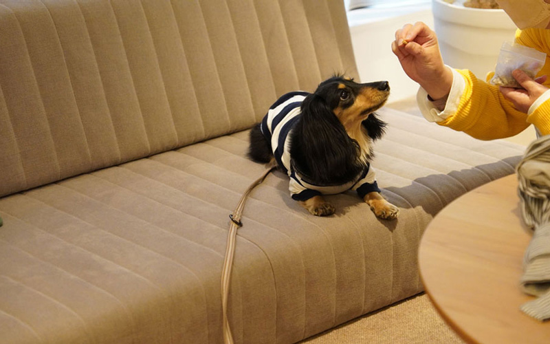 愛犬と一緒にローソファを試してみよう