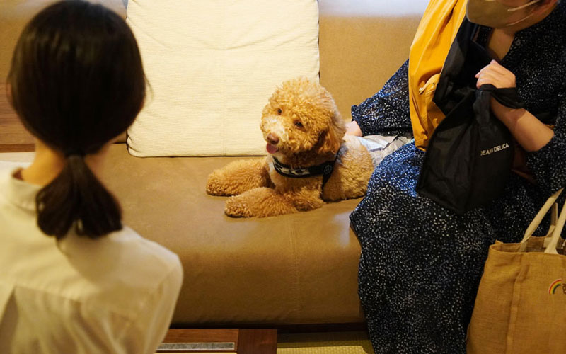 愛犬と一緒にローソファを試してみよう