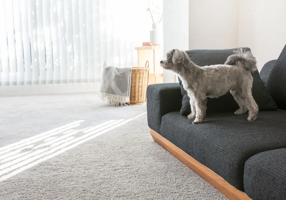 ちょこちゃんとアルバ