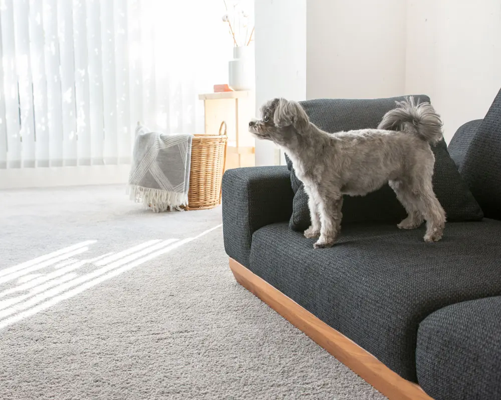 ちょこちゃんとアルバ