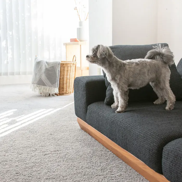 愛犬の骨折・ヘルニア予防に