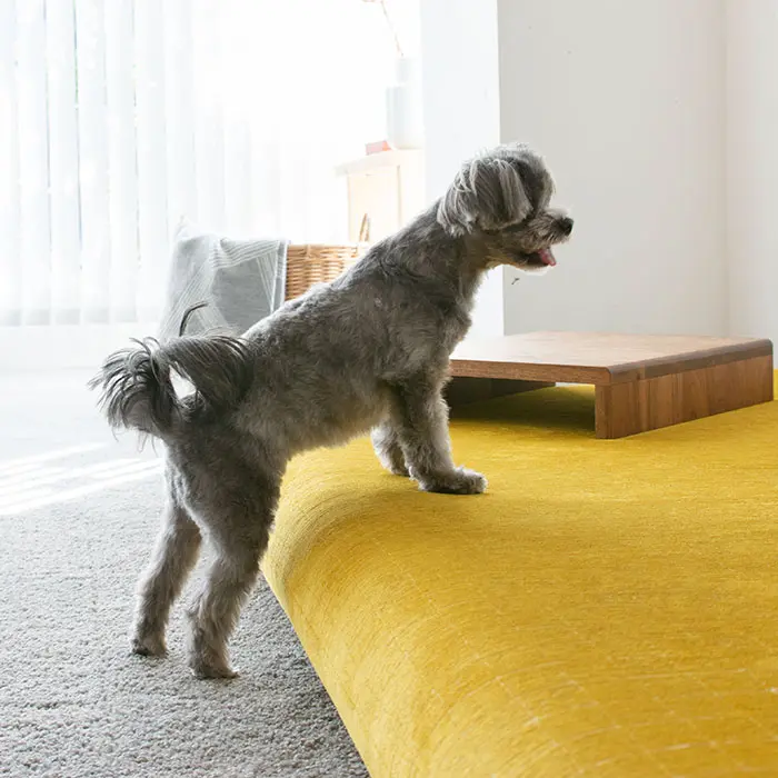 愛犬の骨折・ヘルニア予防に