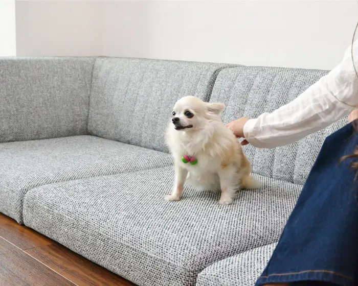 こたつや和室、畳にも合わせやすいローソファー「PICASSO SOFA