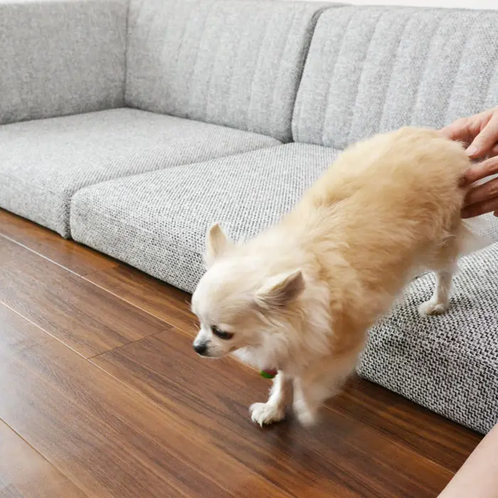 愛犬の骨折・ヘルニア予防に