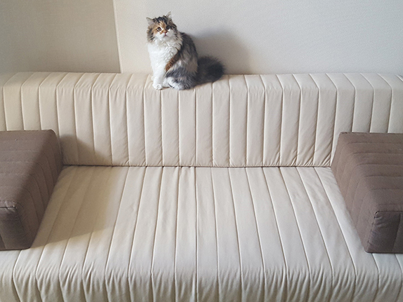 引っかきに強い生地のソファで、猫との爪とぎも安心！