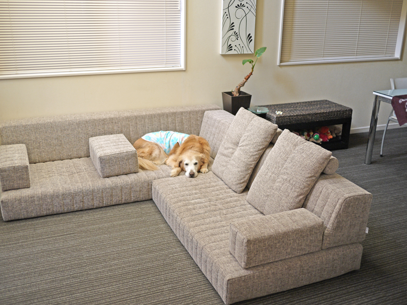 シンプルシックなお部屋に優しい色のローソファ。心地よくて愛犬もぐっすりです