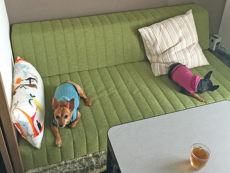 ローソファは愛犬のヘルニア予防にぴったり！ ペットと人が一緒にくつろげるつみきソファです