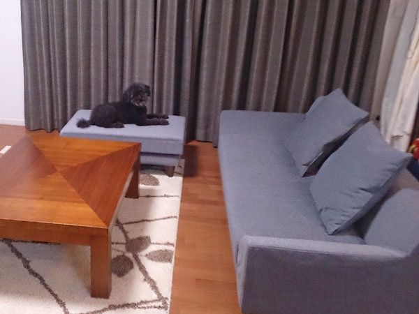 オットマンが愛犬の特等席♪グレーのロハスソファで落ち着いた空間に。