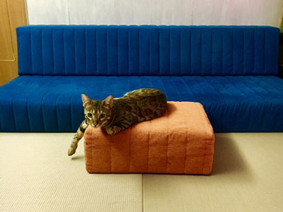ひっかきに強い生地のつみきソファで安心。 猫ちゃんもまったりの座り心地です◎