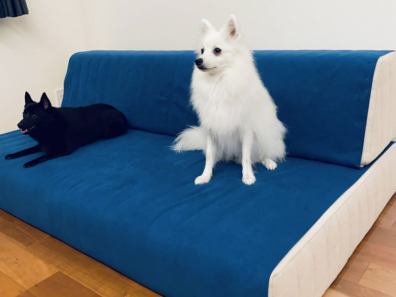 低く広い座面のソファで、愛犬たちと安心してくつろごう。