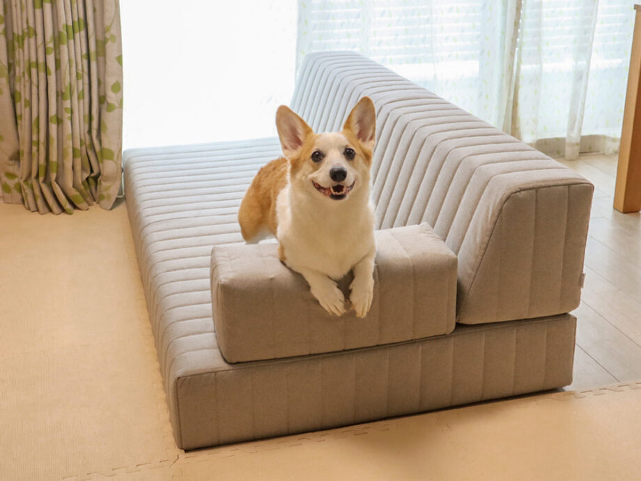 愛犬とソファを試せるショールームで、安心&納得のお買い物。 – ローソファのある暮らし|インテリアコーディネート・部屋例|国産ローソファ専門店 ...