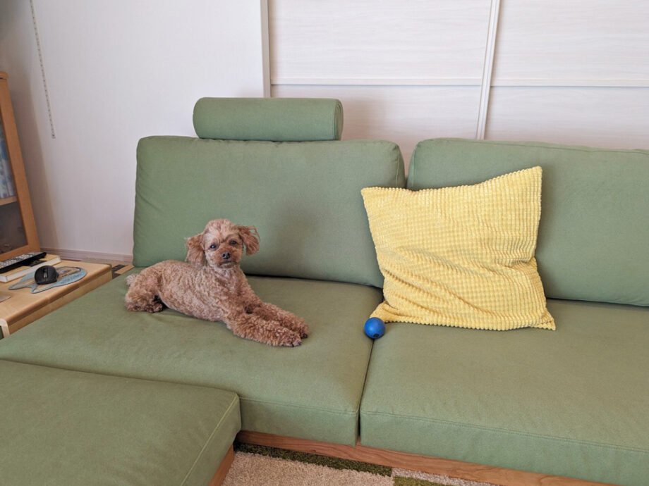 ローソファとユニットラグで、愛犬にも人にもやさしい暮らし。