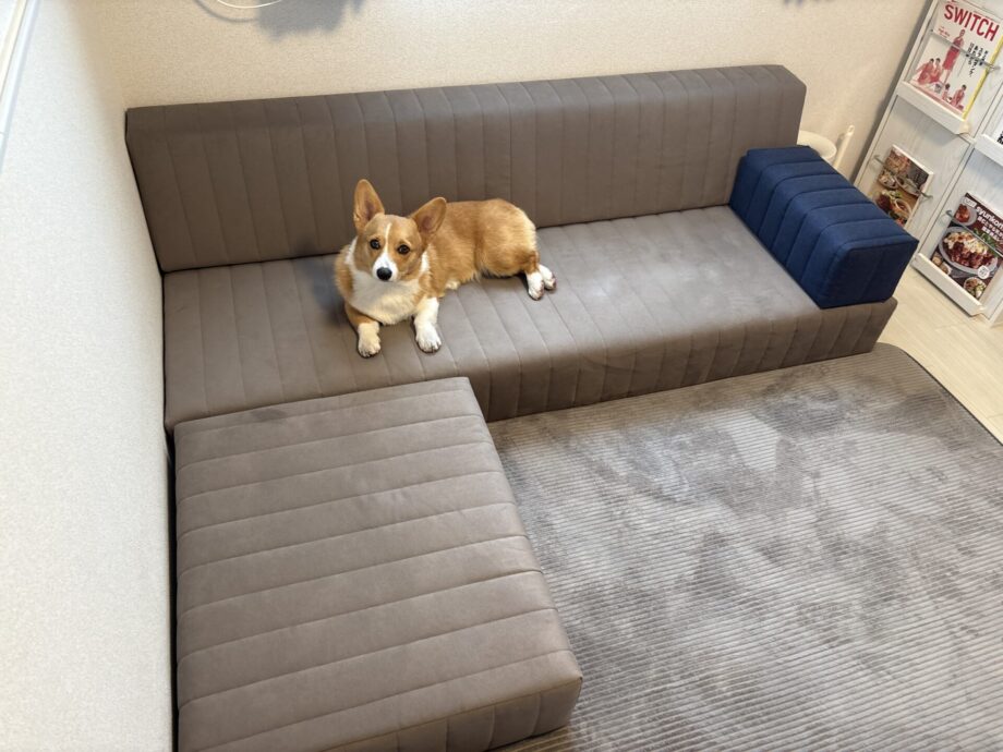 愛犬の足腰にやさしく、ホリホリに強い、ラムースのローソファ！