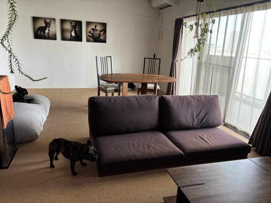 シックでかっこよく、愛犬の足腰にもやさしいカーヤソファ。