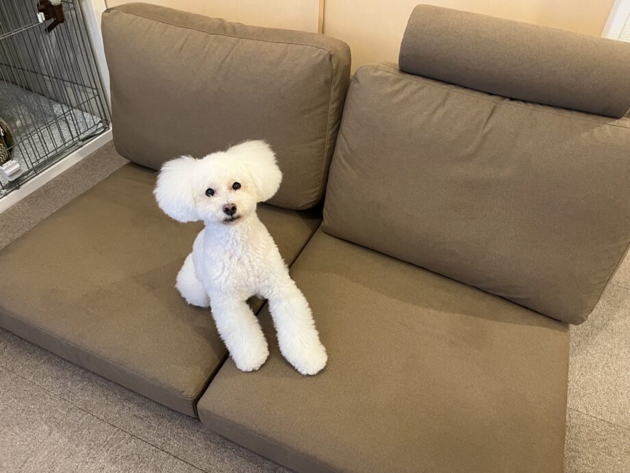 座面が低いローソファなら、シニアわんことの暮らしも安心!