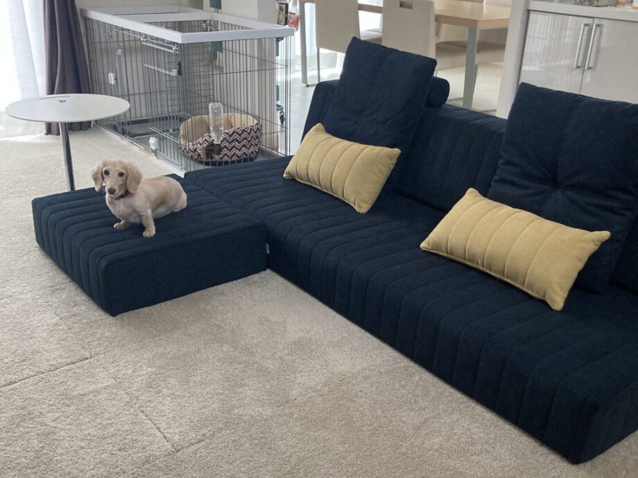 実際に試して分かった、犬も人も使い心地のいいローソファ。