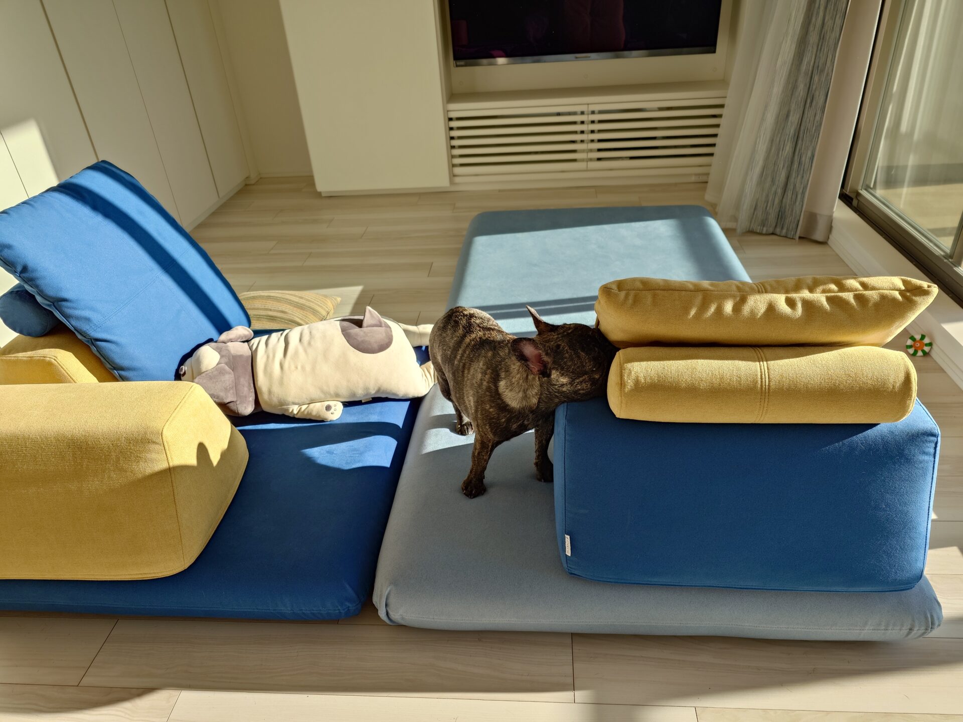 キャリーソファ 店舗限定カラー 2人掛けローソファ ローソファー