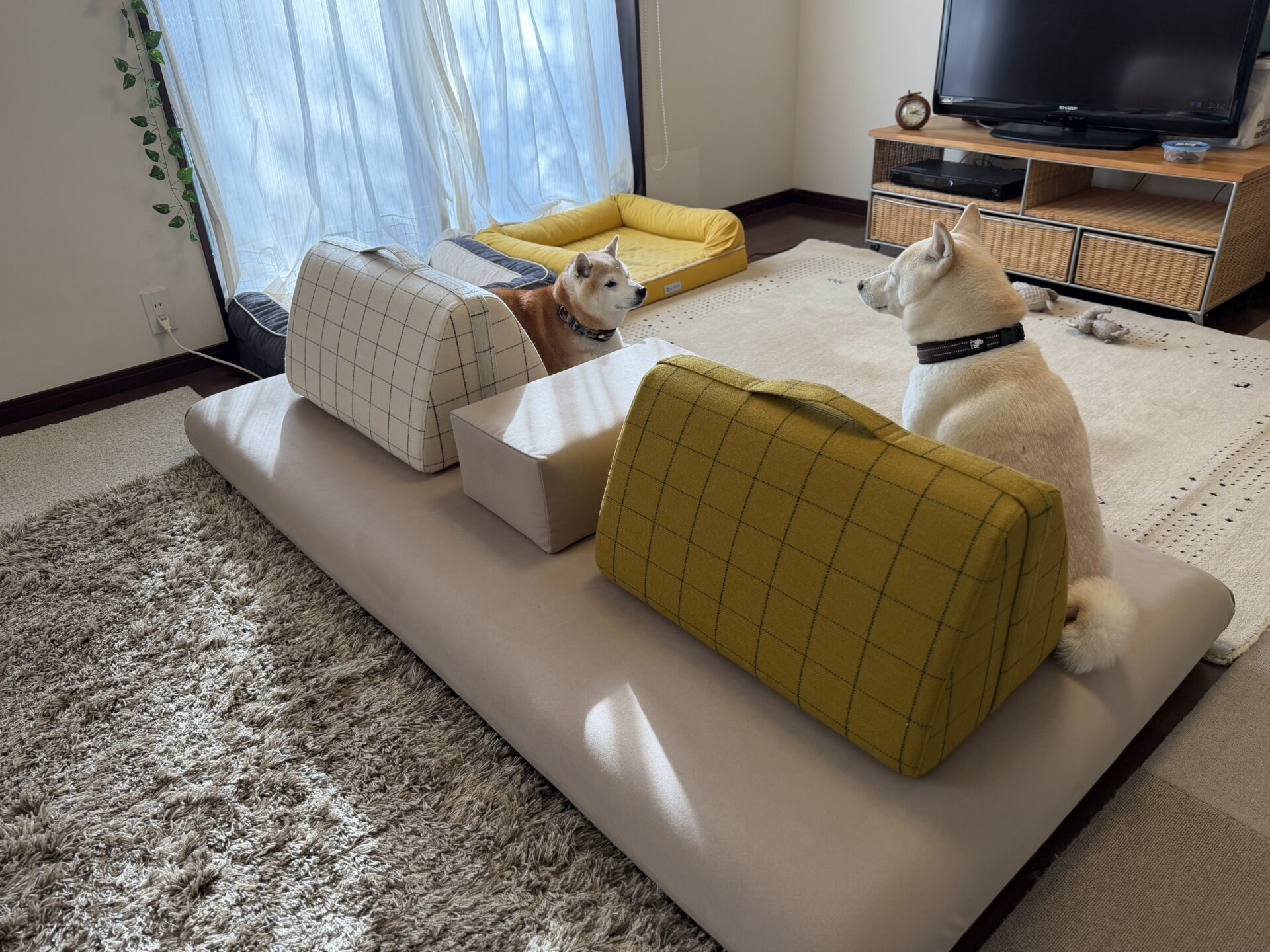 キャリーソファ 店舗限定カラー 2人掛けローソファ ローソファー