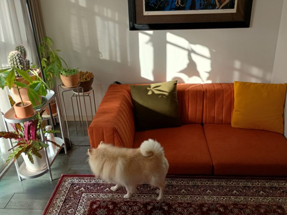 小型犬も歩く延長でソファに上れる、座面高12cmのピカソソファ。