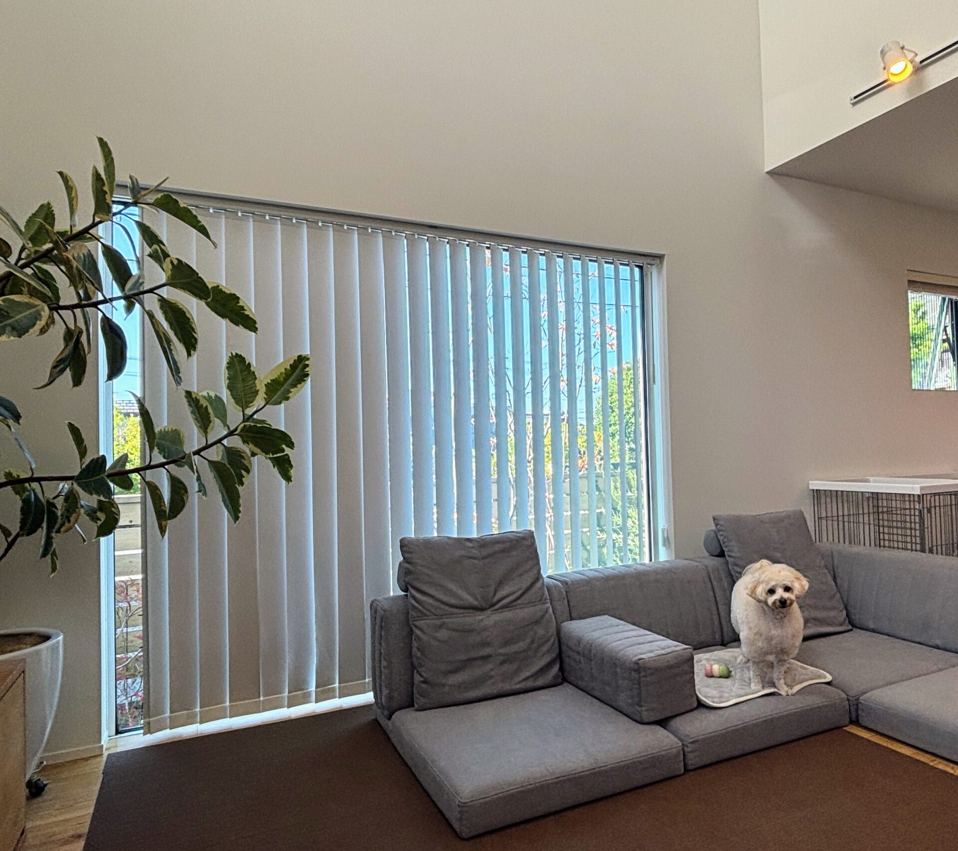 ピカソソファ ライトグレー 3人掛けローソファ ローソファー