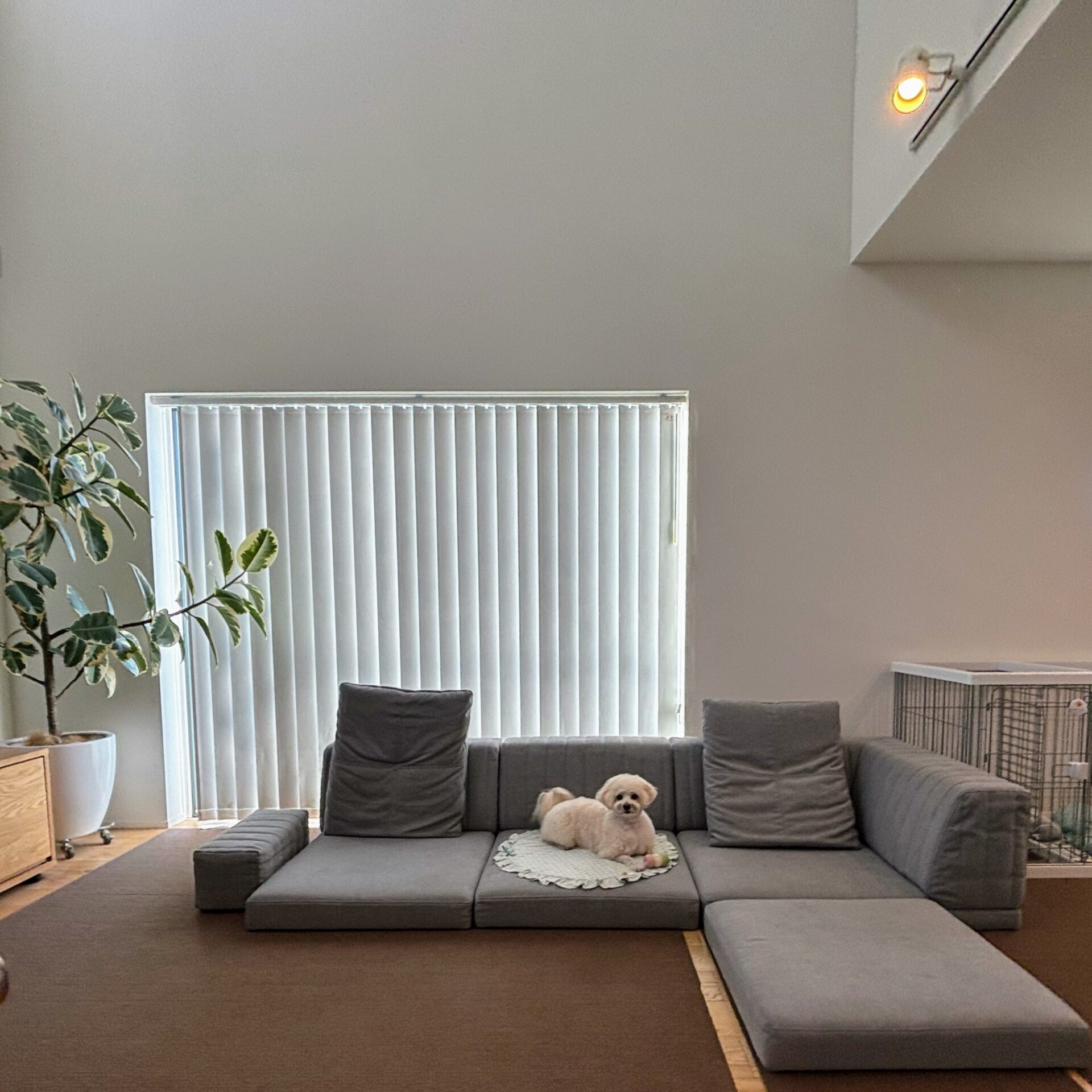 ピカソソファ ライトグレー 3人掛けローソファ ローソファー