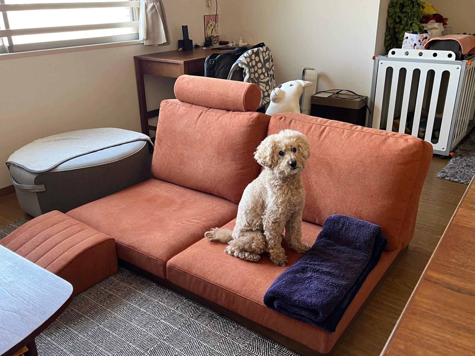 カーヤソファ パンプキン 2人掛けローソファ ローソファー