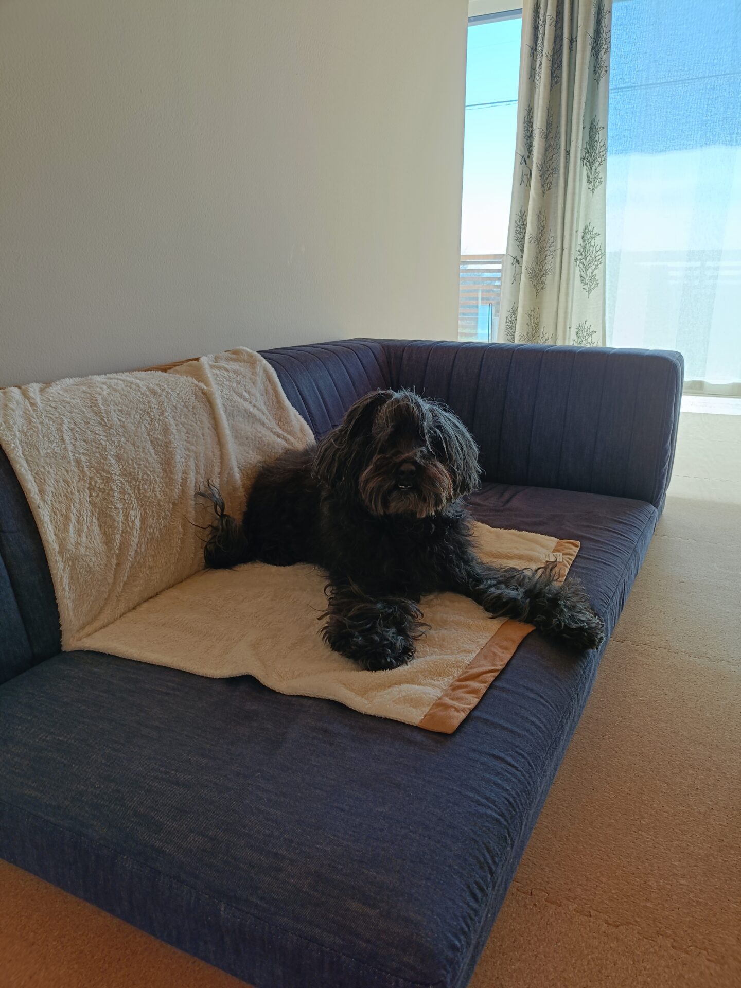 ピカソソファ ミッドナイト 2人掛けローソファ ローソファー