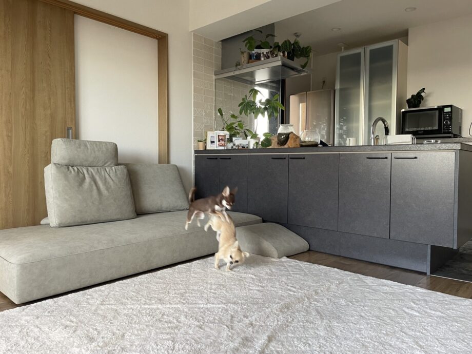 犬にも人にもちょうどいい座面高で、一緒に楽しいフロアライフ。