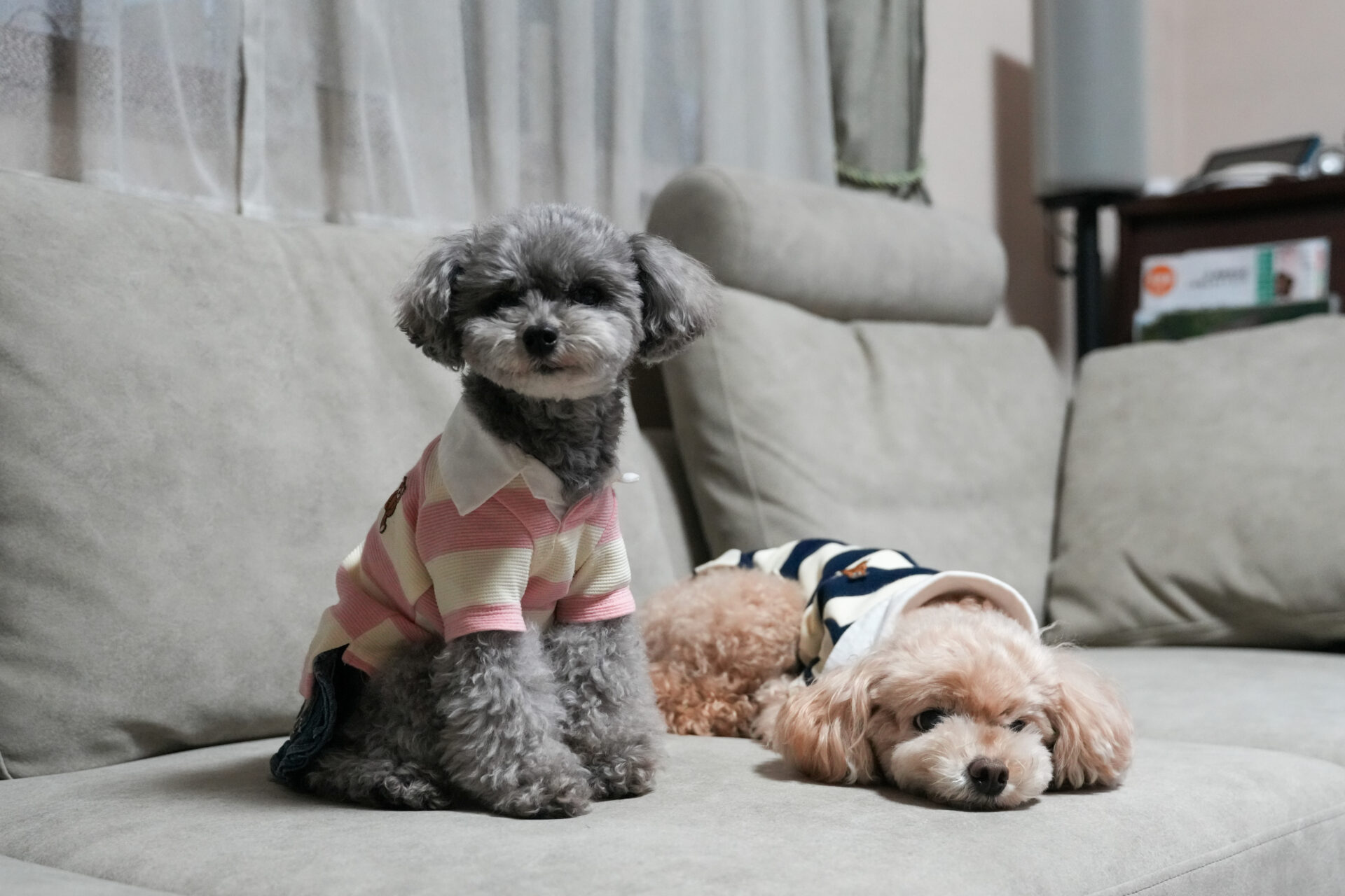 アルバソファ サンドグレー 3人掛けローソファ ローソファー