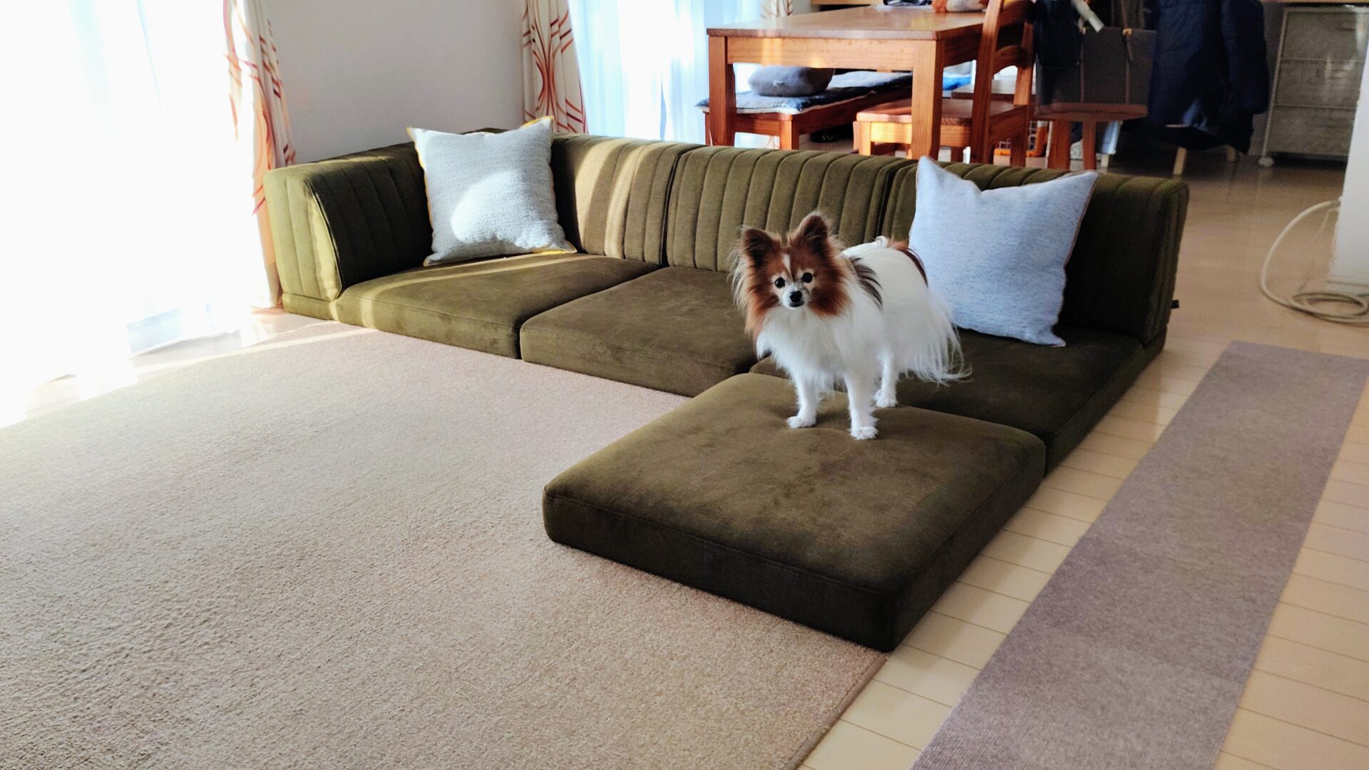 ピカソソファ 店舗限定カラー 3人掛けローソファ ローソファー