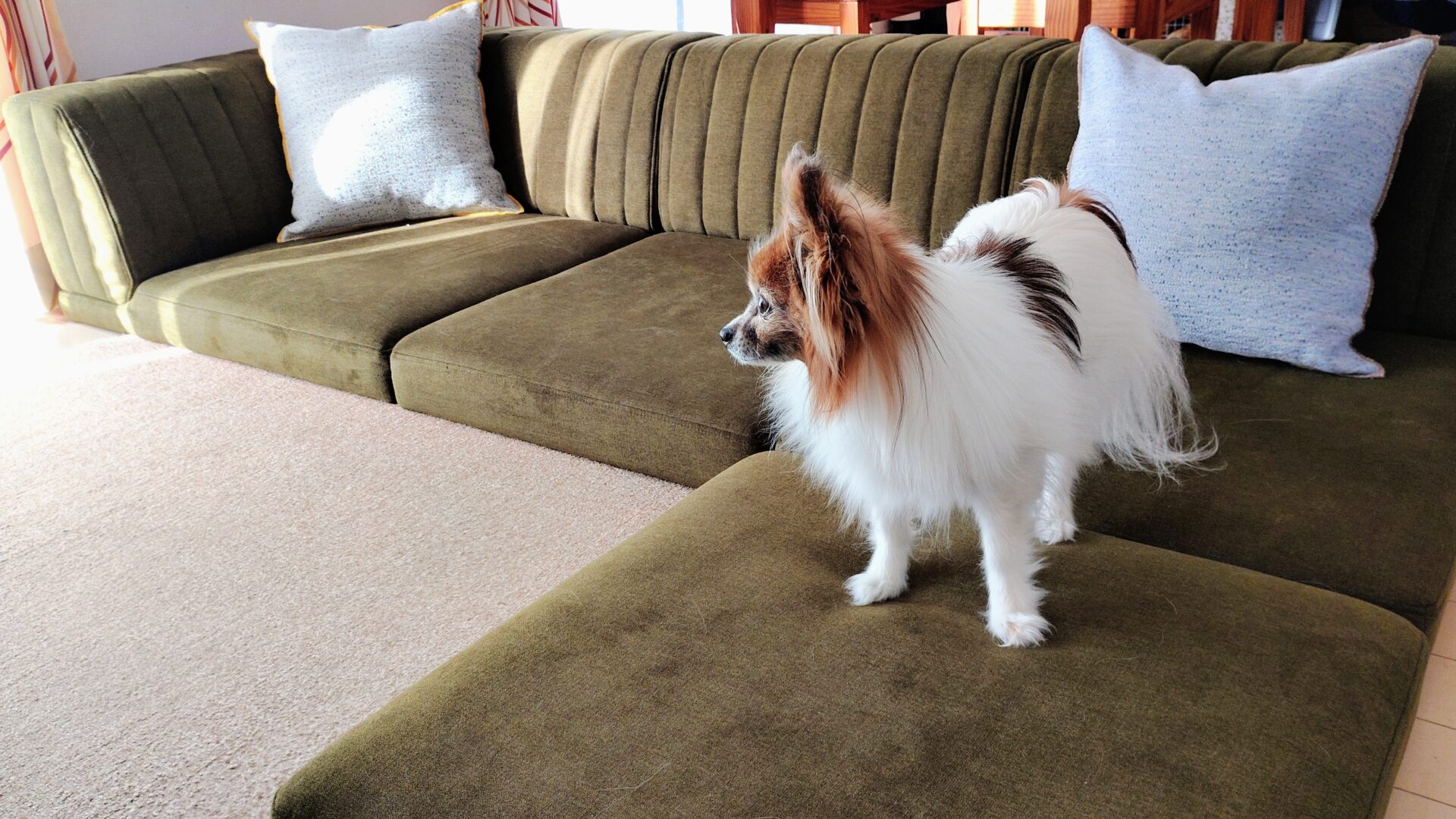 ピカソソファ 店舗限定カラー 3人掛けローソファ ローソファー