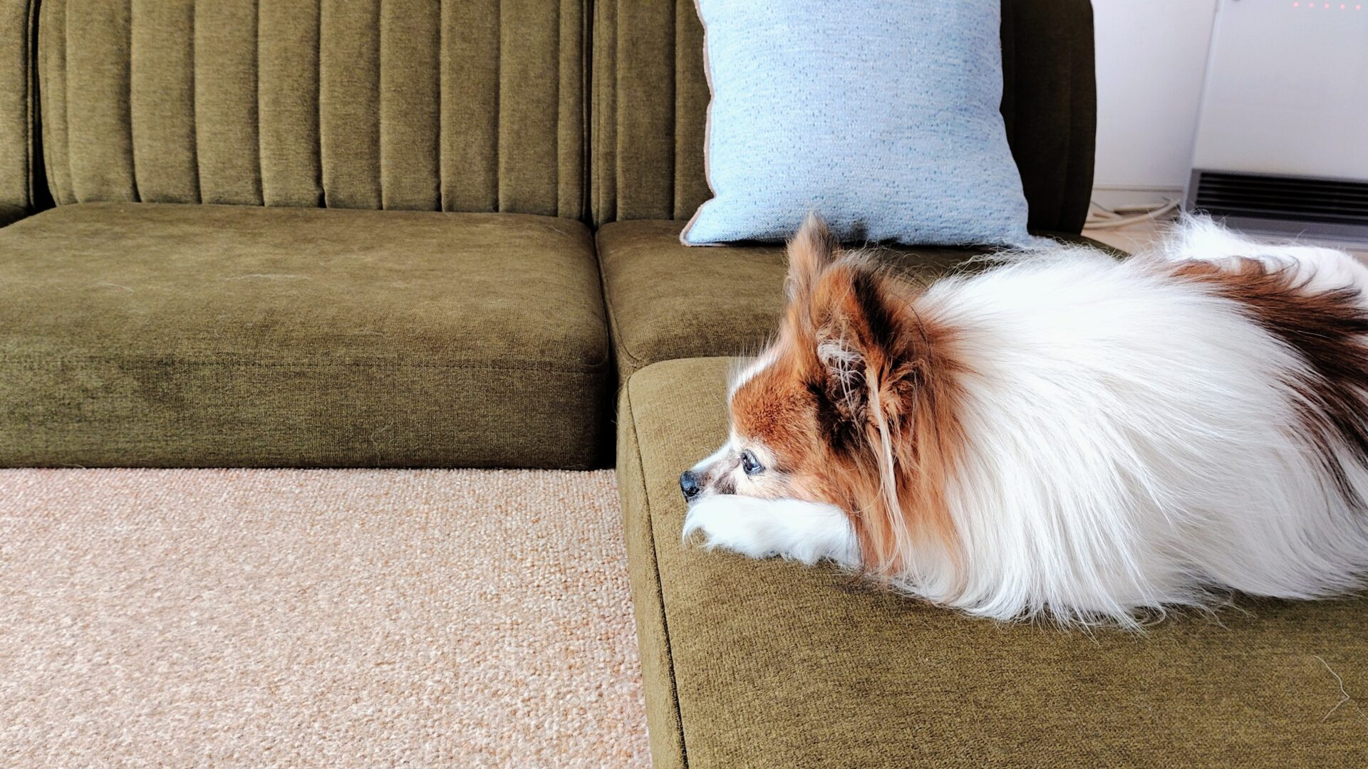 ピカソソファ 店舗限定カラー 3人掛けローソファ ローソファー