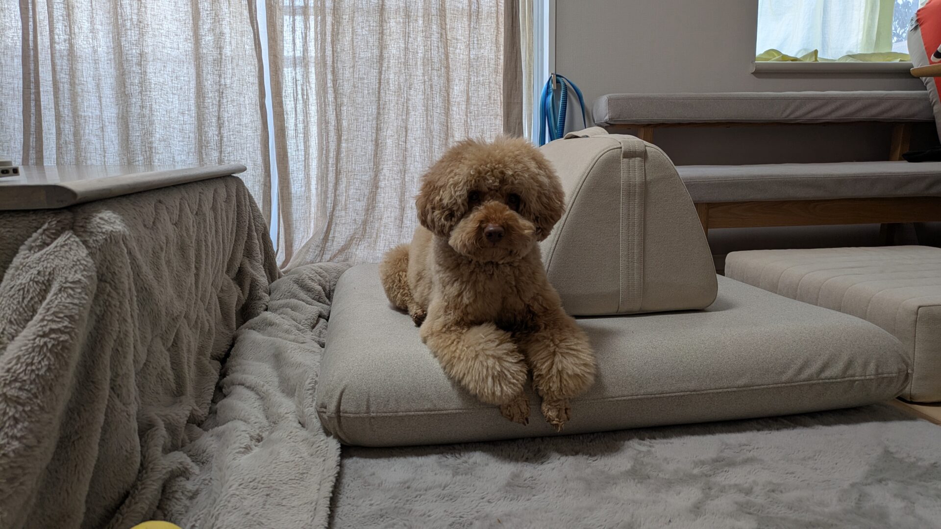 キャリーソファ メランジグレー 1人掛けローソファ ローソファー