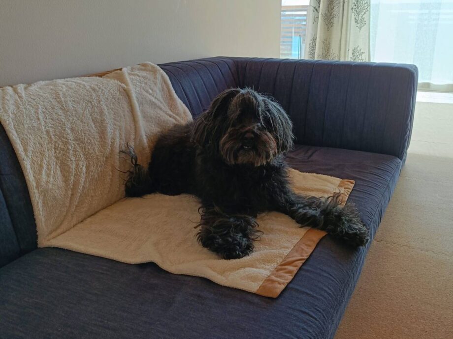 シニア犬も歩く延長で上り下りできる、安心のピカソソファ。