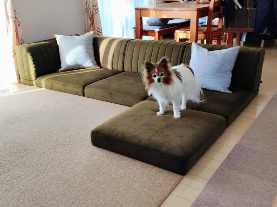 犬も暮らしやすい＆空間が広く見える、一石二鳥のピカソソファ！