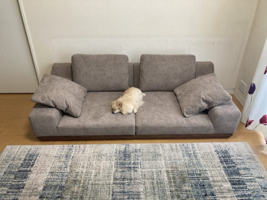 ちょうどいい座面高のローソファで、人も犬も過ごしやすく。